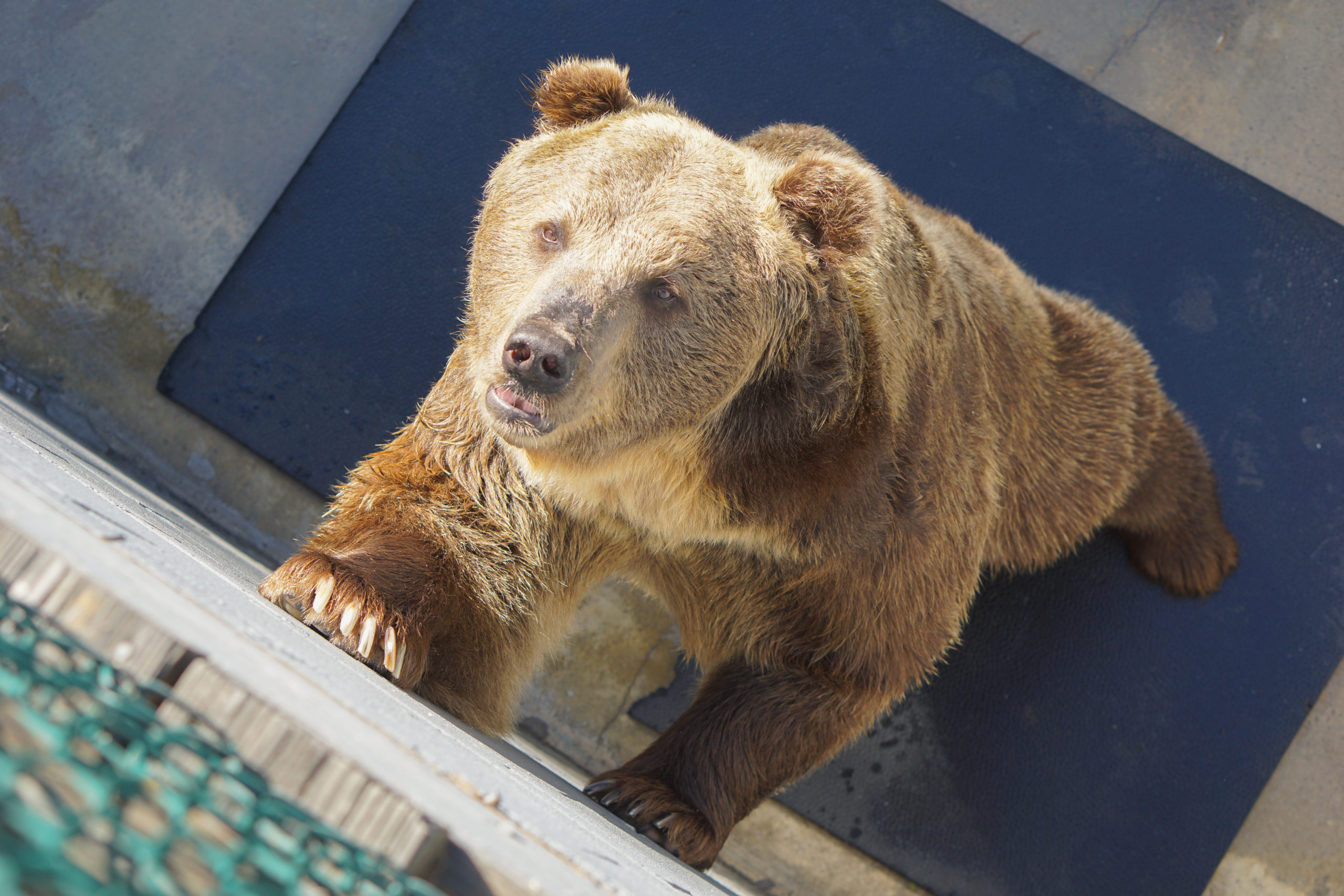 Brown bear begging for food at Cherokee Bear Zoo