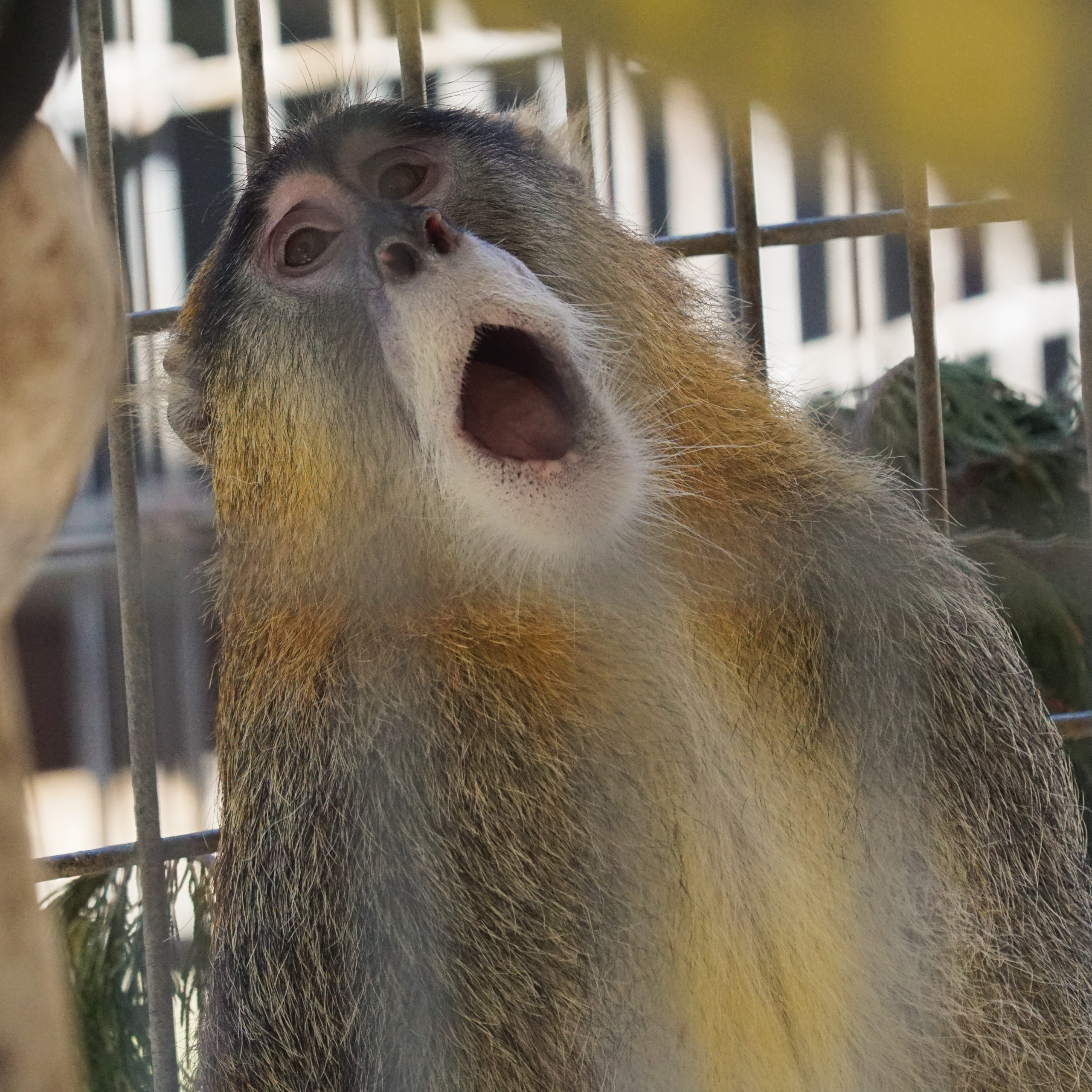 Patas monkey at Cherokee Bear Zoo