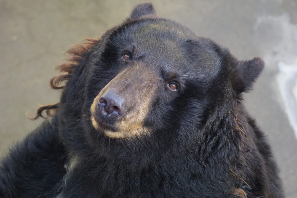 Black bear trapped at Cherokee Bear Zoo