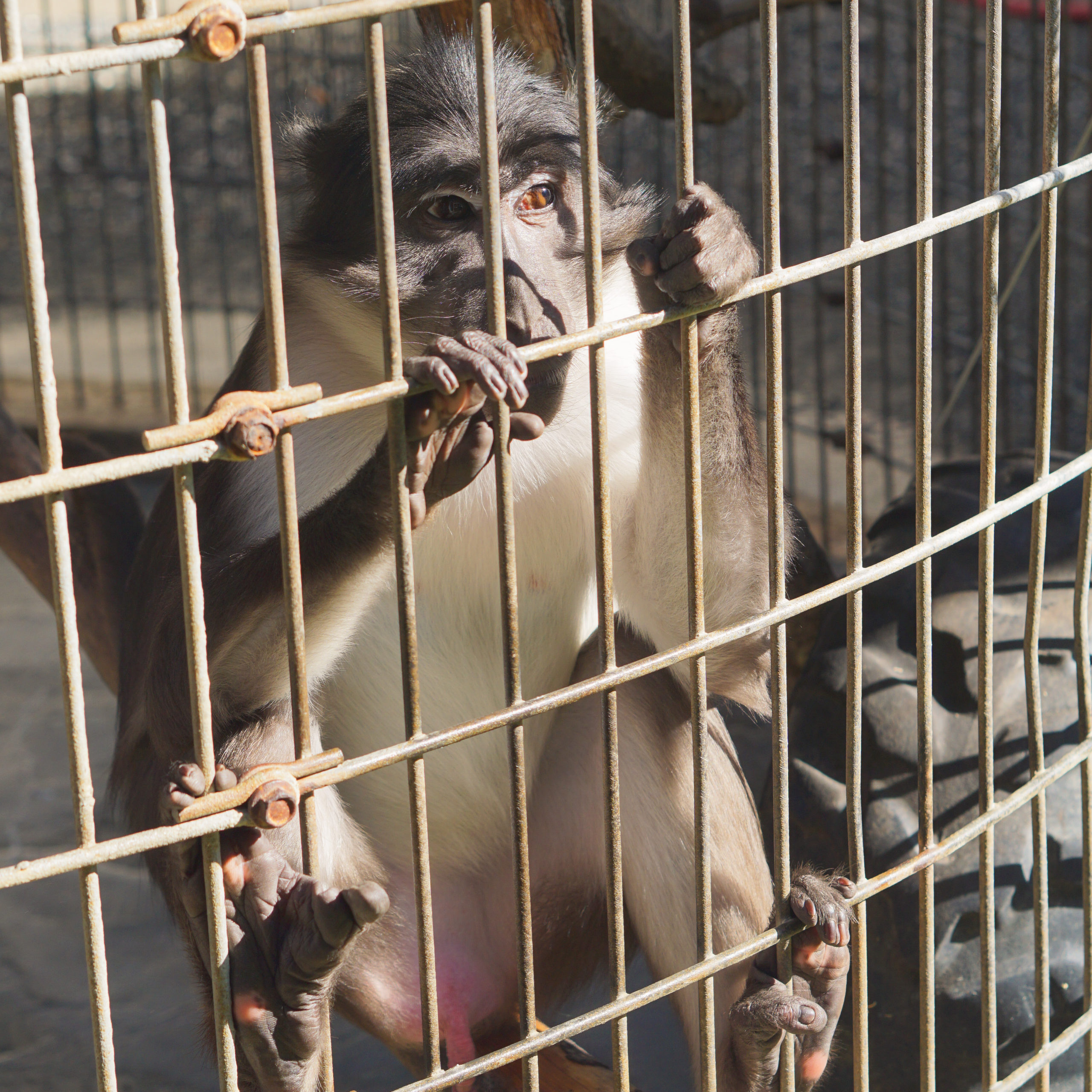 Monkey trapped in a cage at a roadside zoo