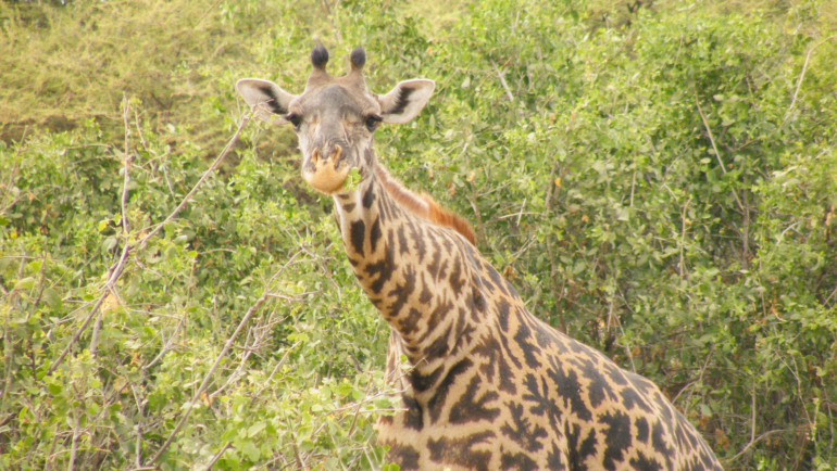giraffe head among the leaves eating
