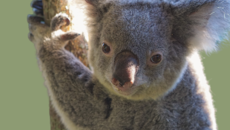 female koala grasping a tree branch