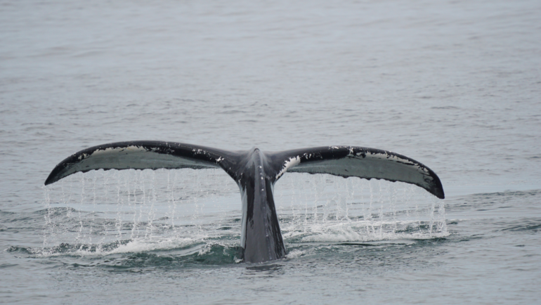 humpback whale tail fluke