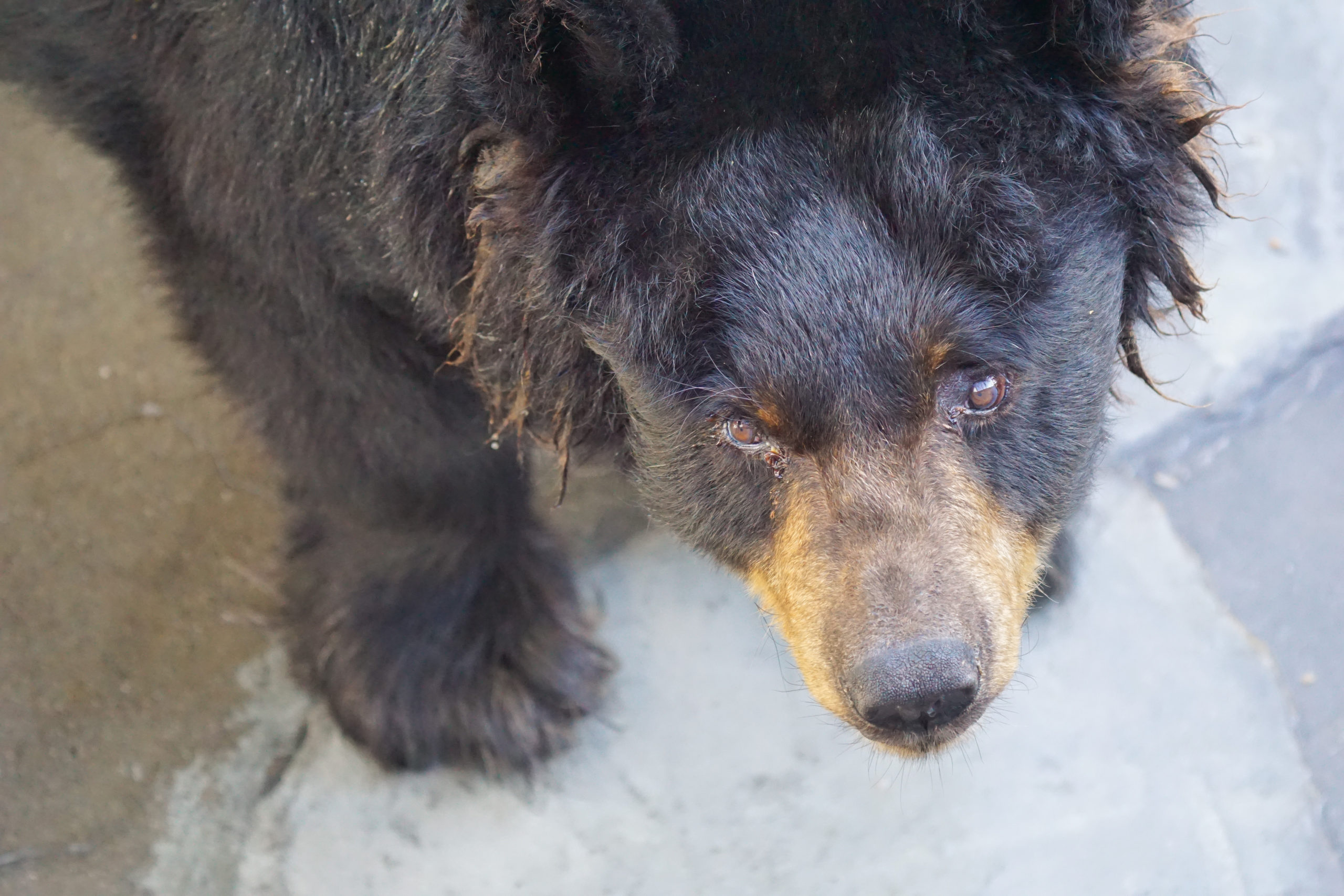 Cherokee Bear Zoo black bear